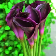 Цветок иск. Калла премиум (2 вида) (фиолетовый) 75см